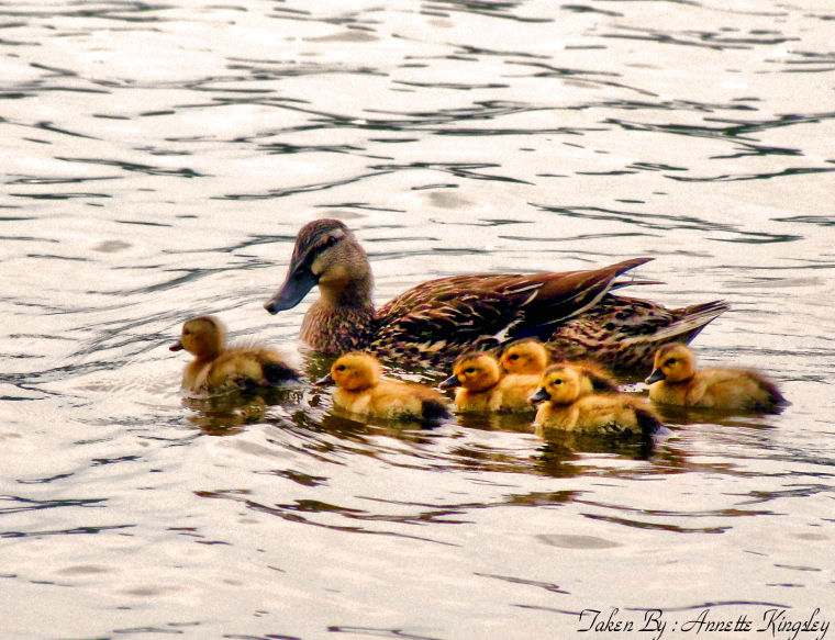 Mommy Duck and Sweet Babies